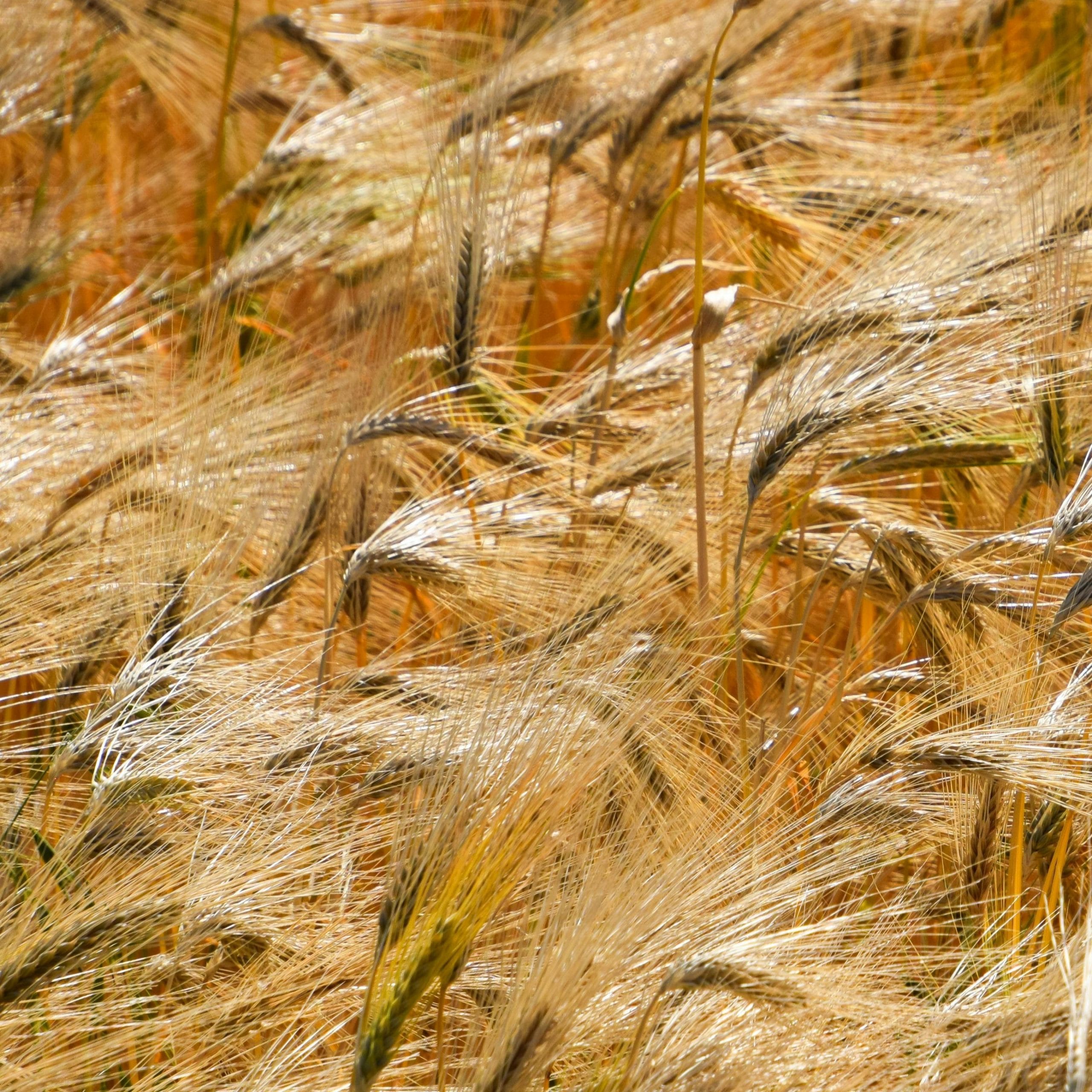 Featured image for “The kindness of farmers (1499)”