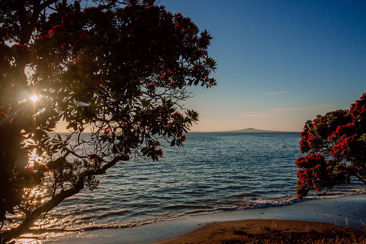 Featured image for “Hibiscus Coast Odd Jobs”