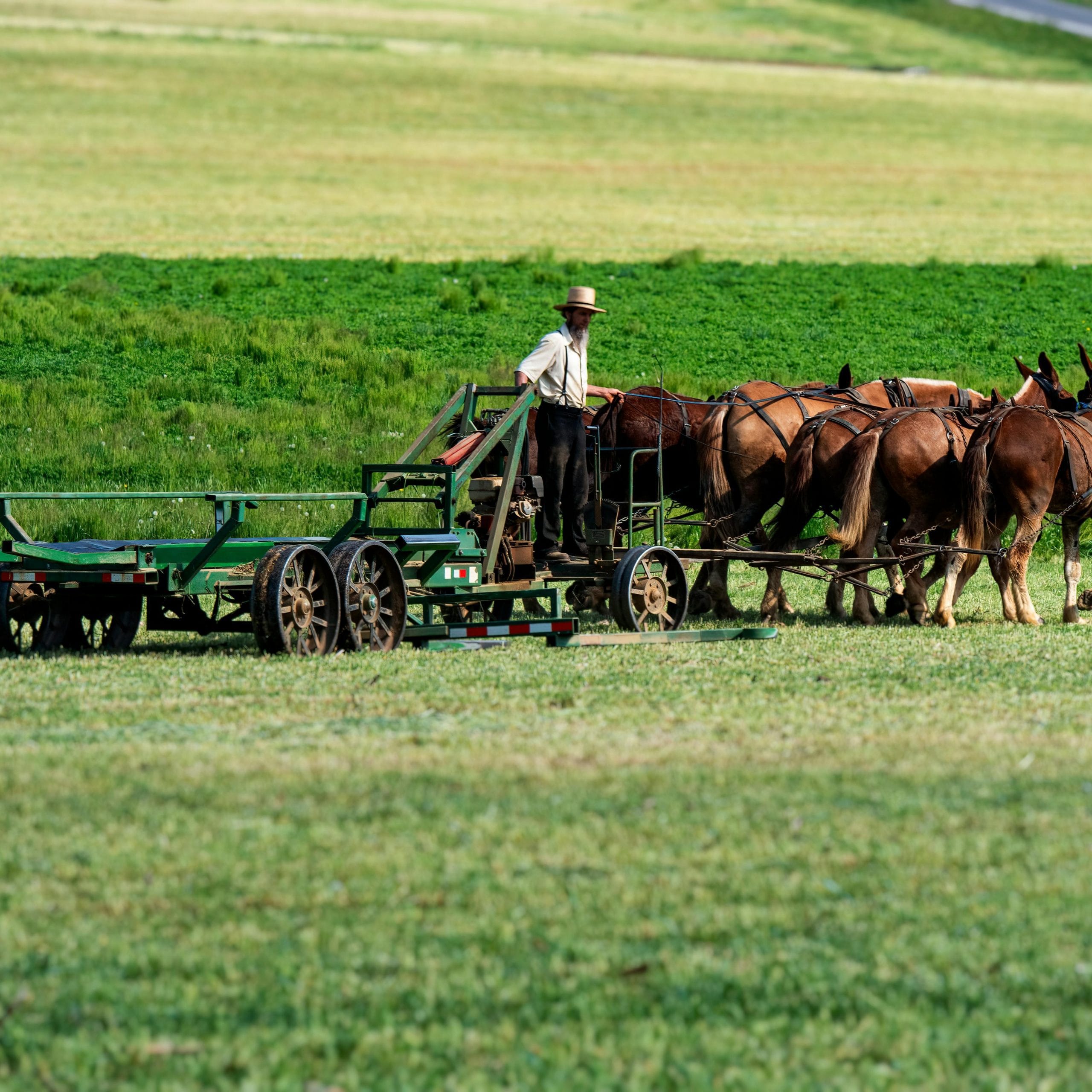 Amish farmers harvesting