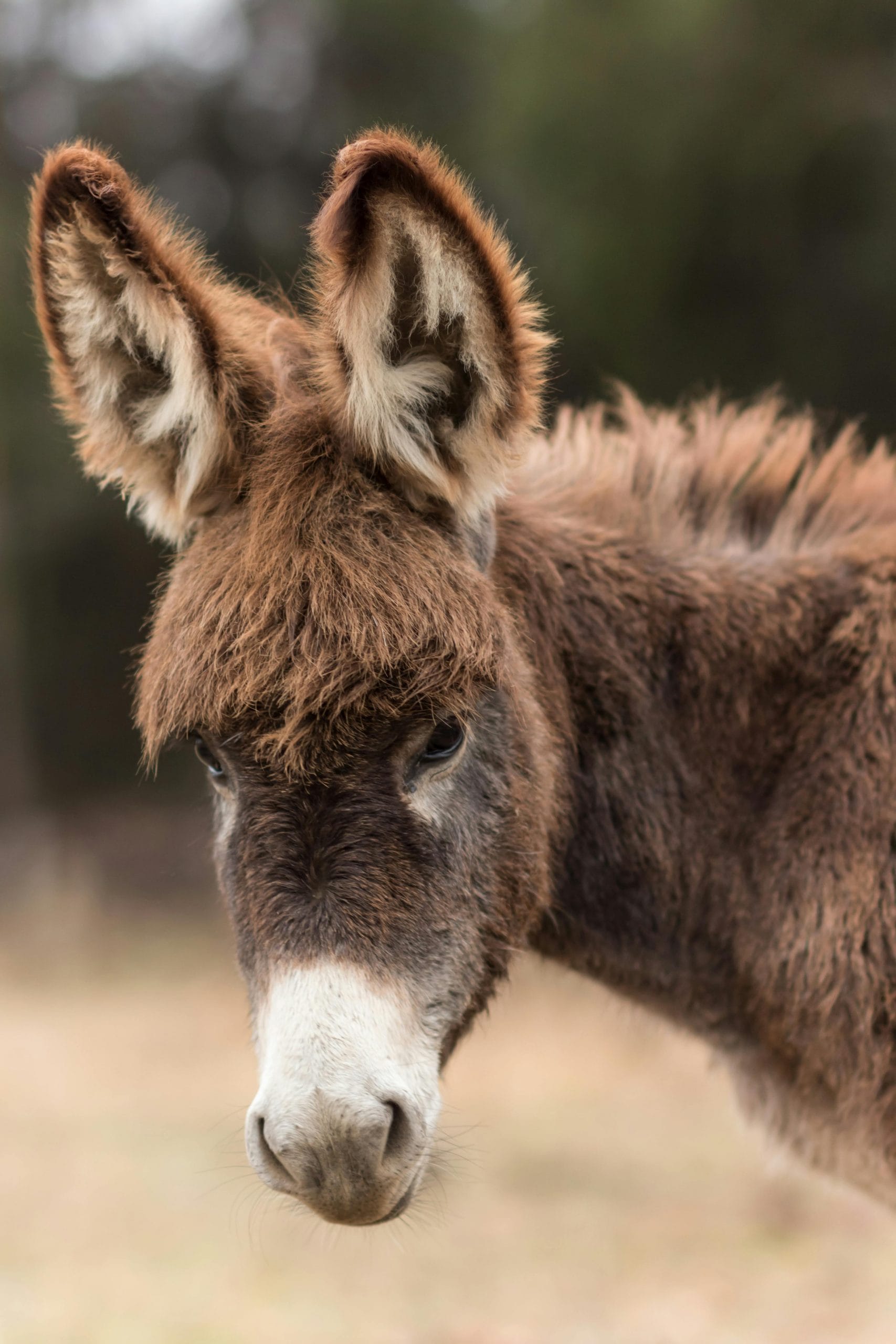 Featured image for “A donkey story”