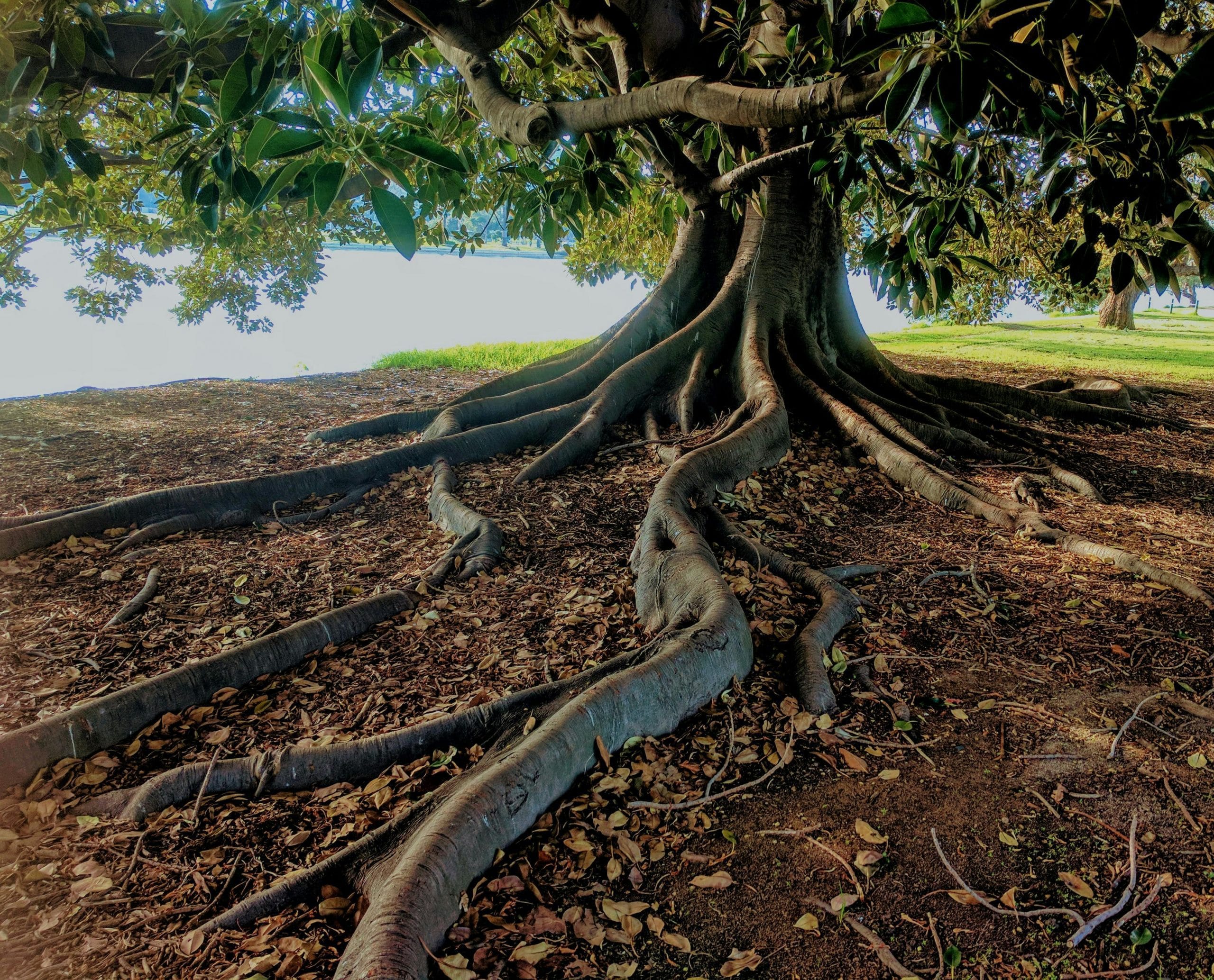 Featured image for “Grounding”