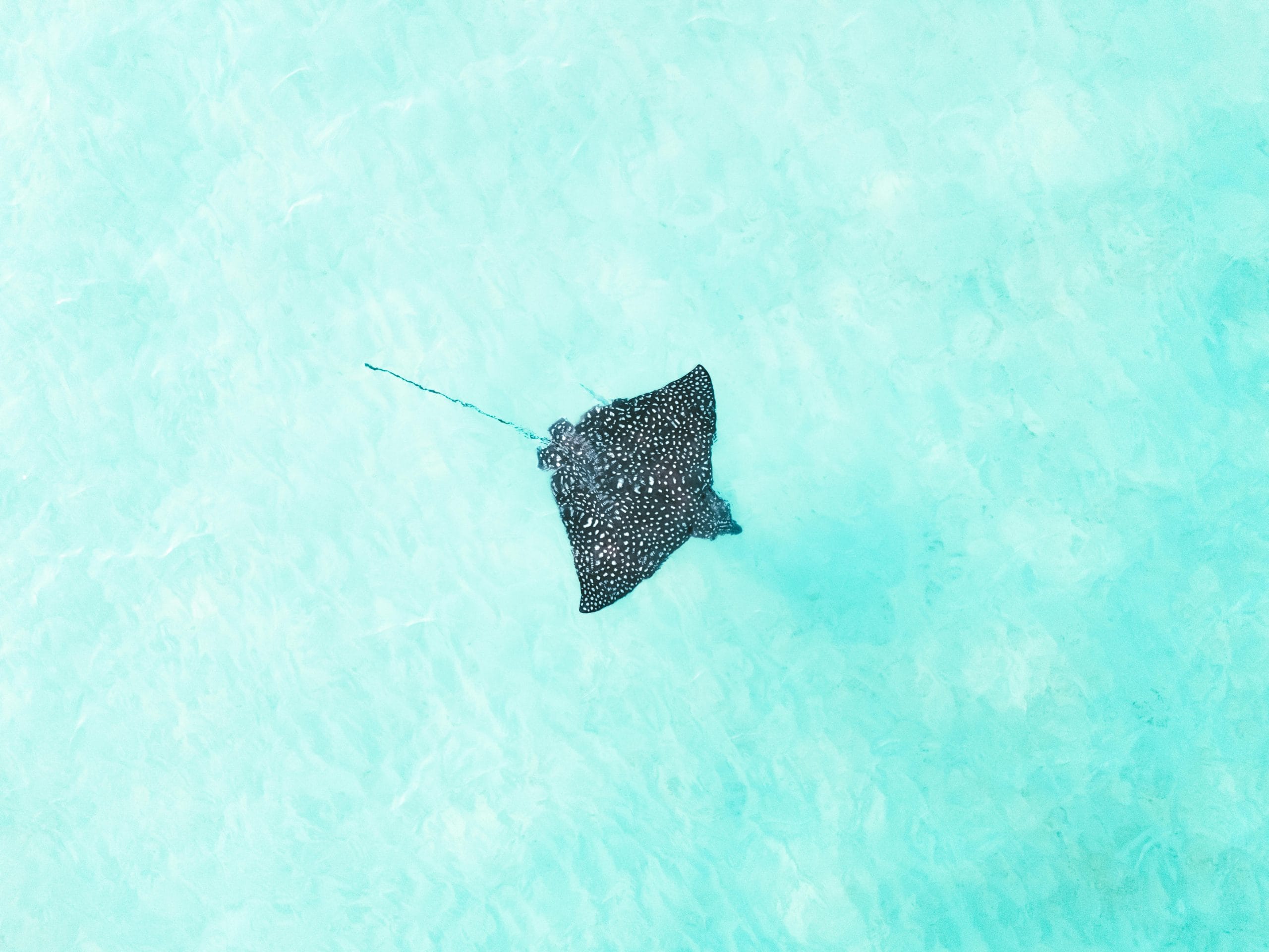 Sting ray in clear water