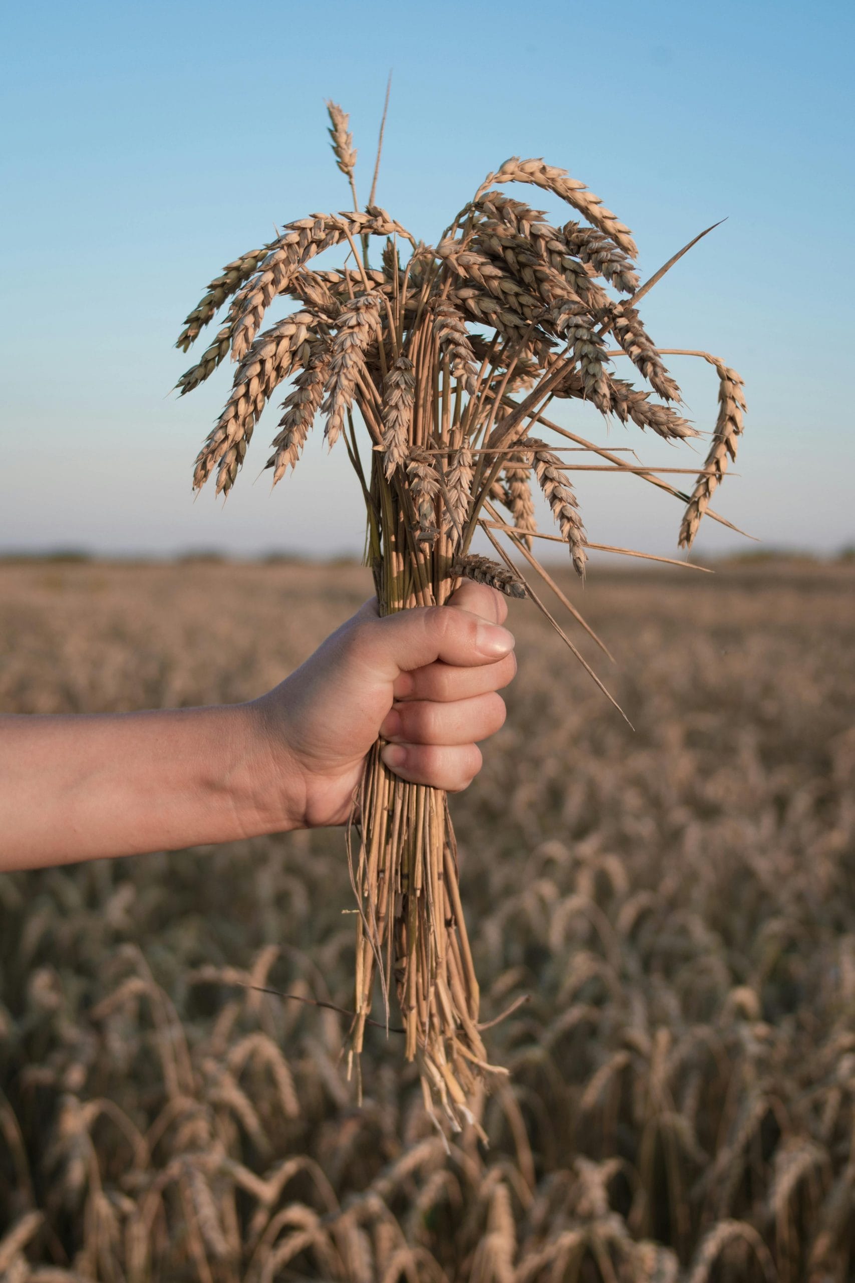 Holding strands of wheat