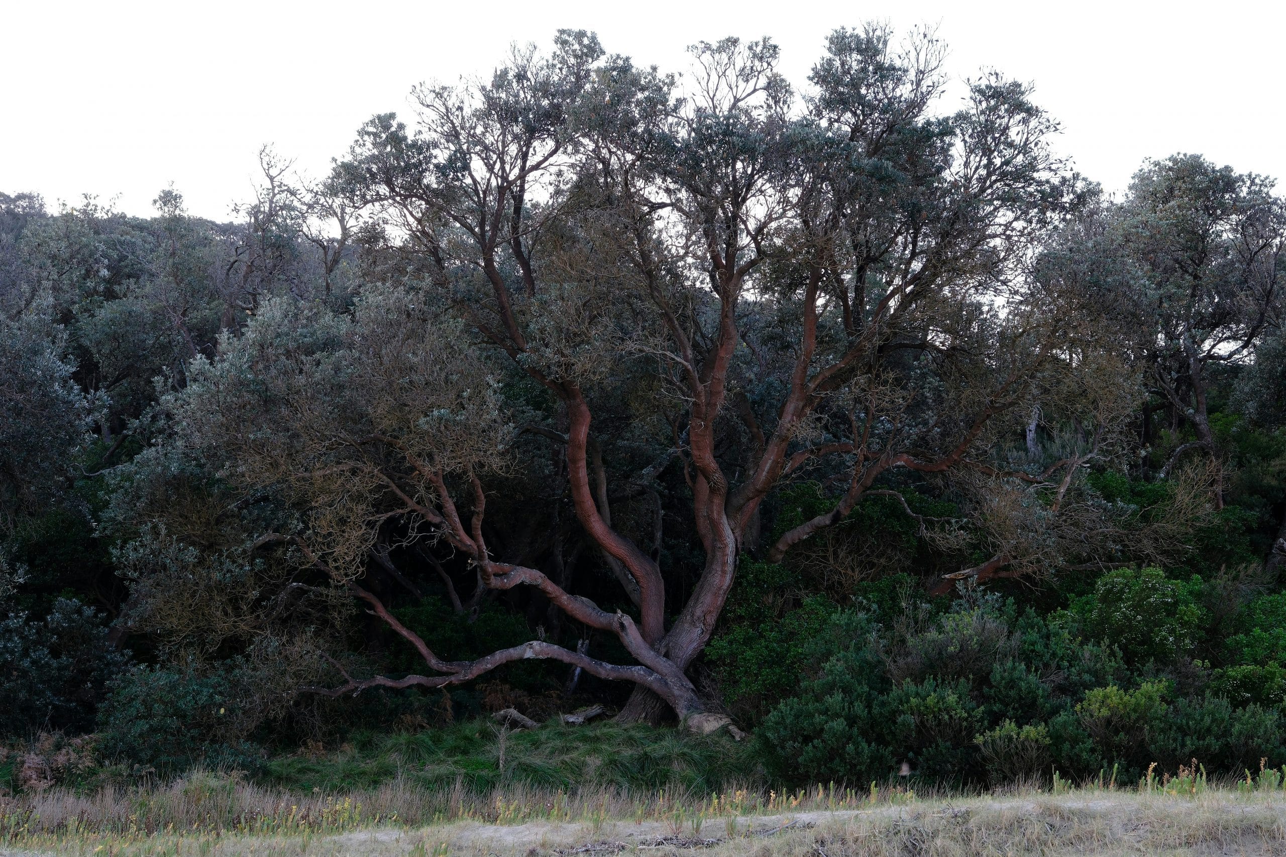 Featured image for “Laughter and Fire”